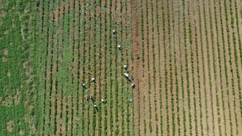 Tıbbi ve aromatik bitkilerin bahar temizliği yapılıyor